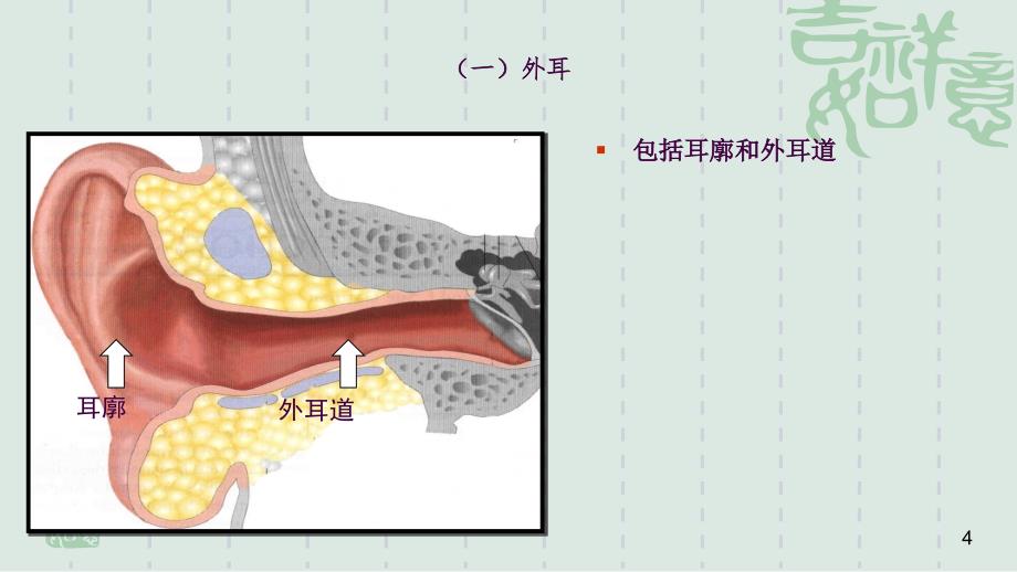 耳解剖ppt课件_第4页