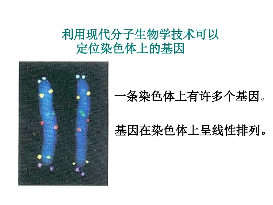 基因在染色体上_第3页