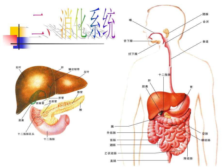 人体九大系统全解ppt课件_第4页