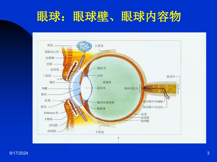 第一章眼科学基础_第3页