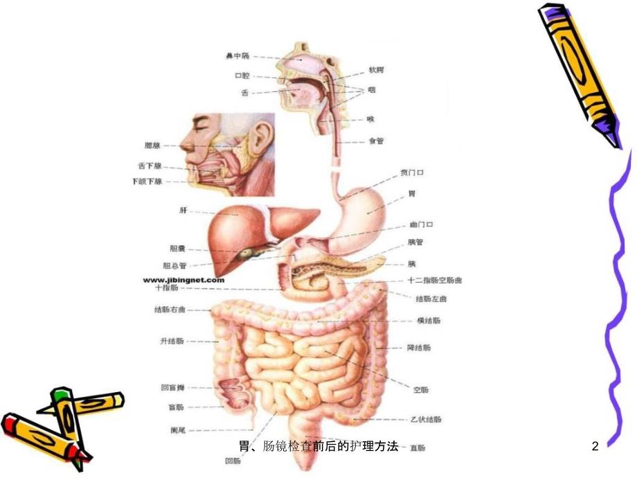 胃肠镜检查前后的护理方法课件_第2页