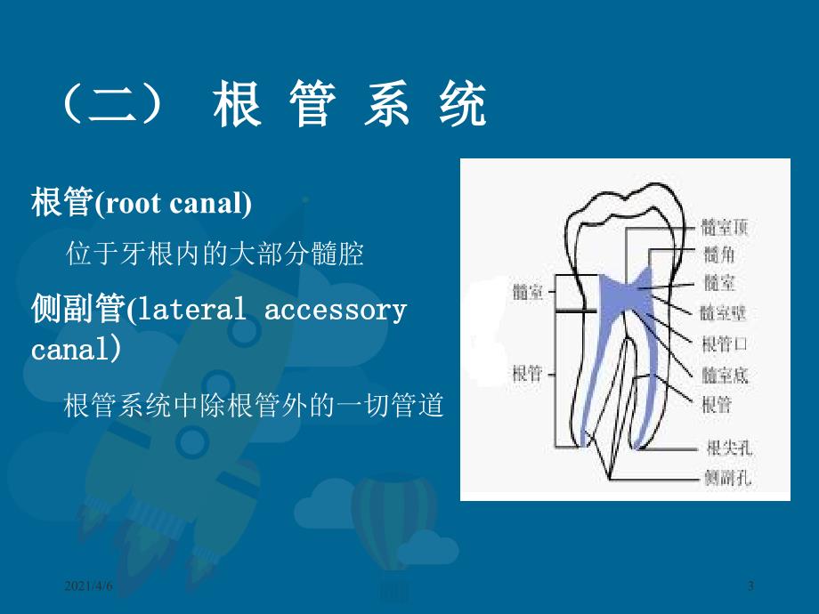 牙髓腔解剖文档资料_第3页