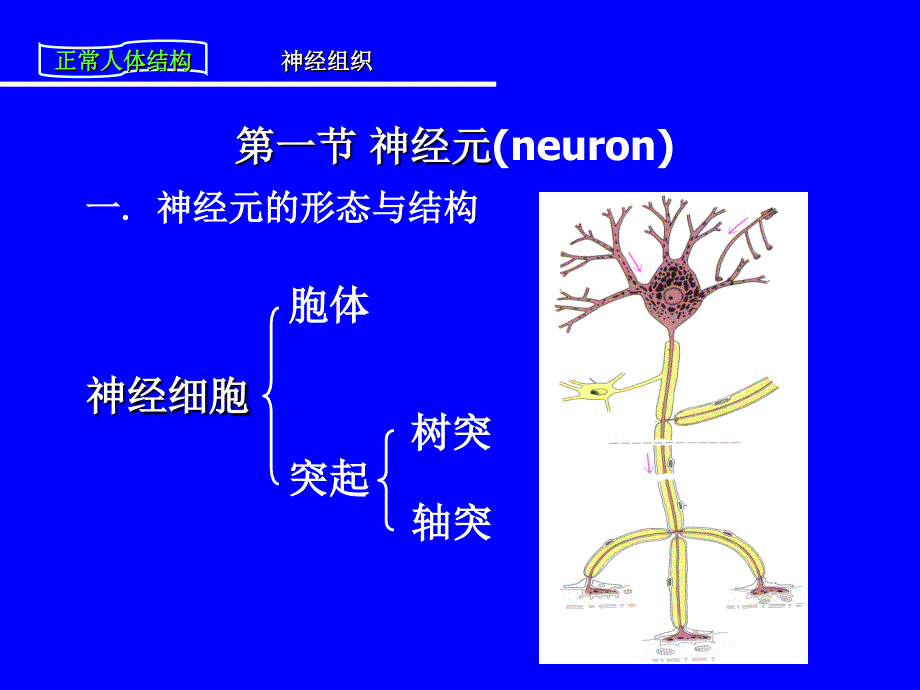 最新：人体解剖与组织胚胎.第四章神经组织文档资料_第3页