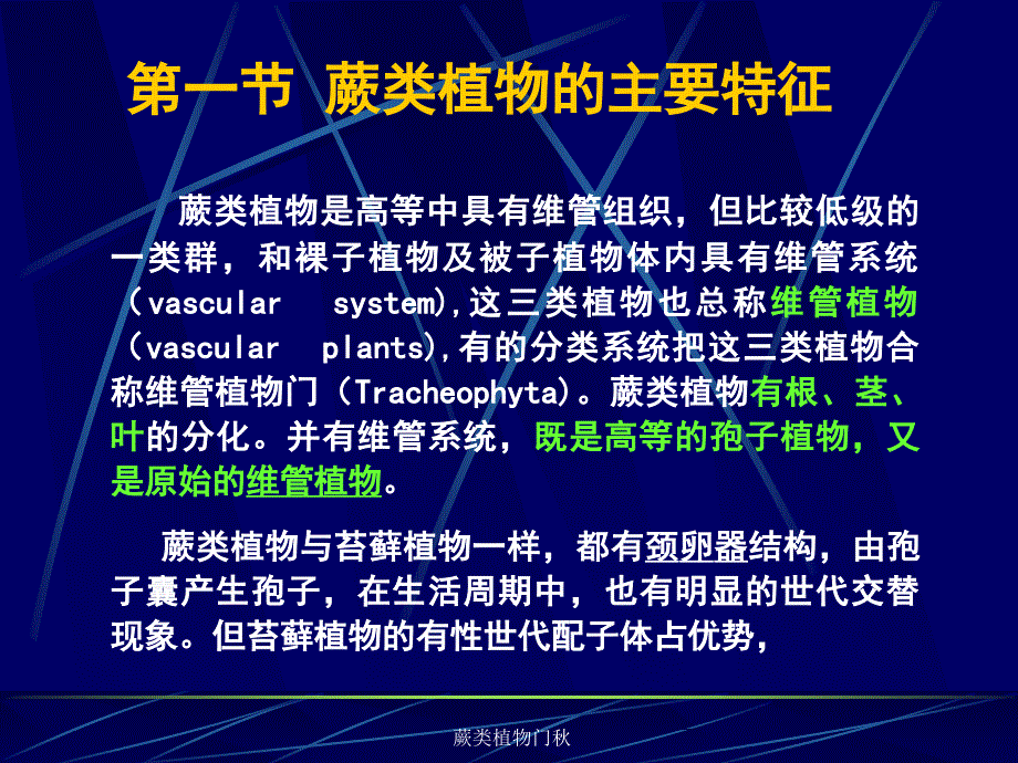 蕨类植物门秋课件_第2页