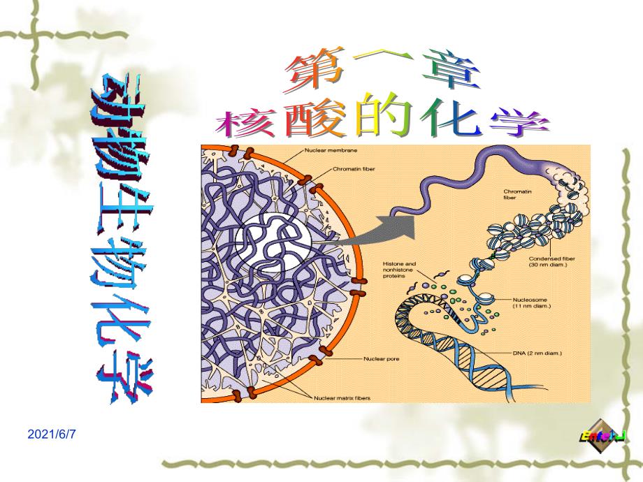mdm核酸结构PPT课件_第1页