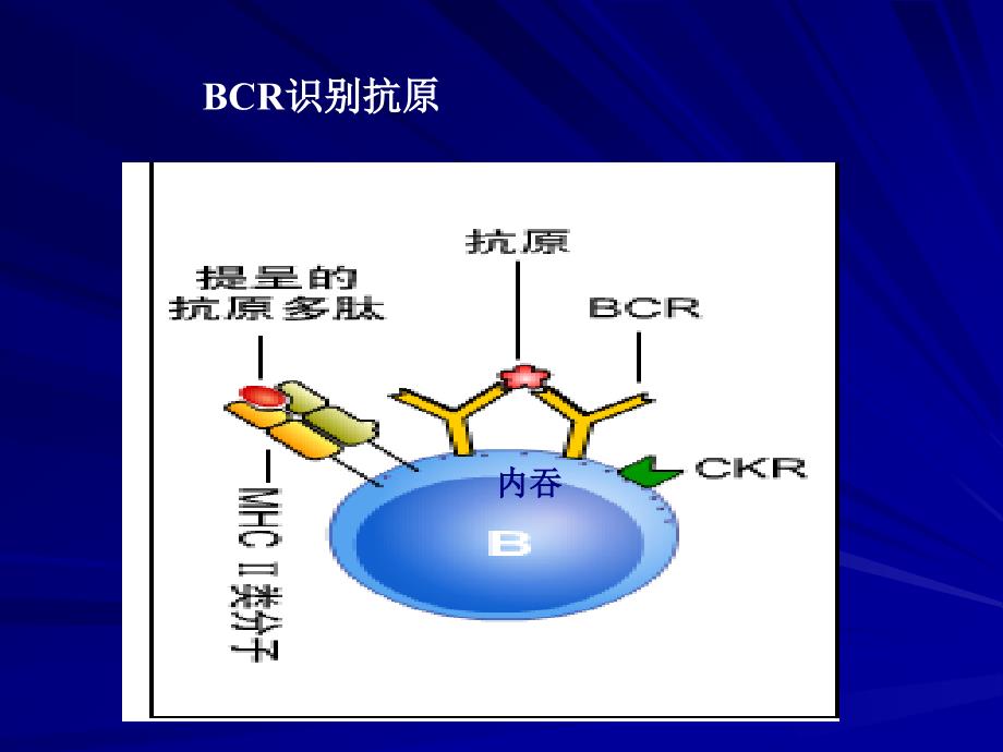 B细胞对抗原的识别及免疫应答_第3页