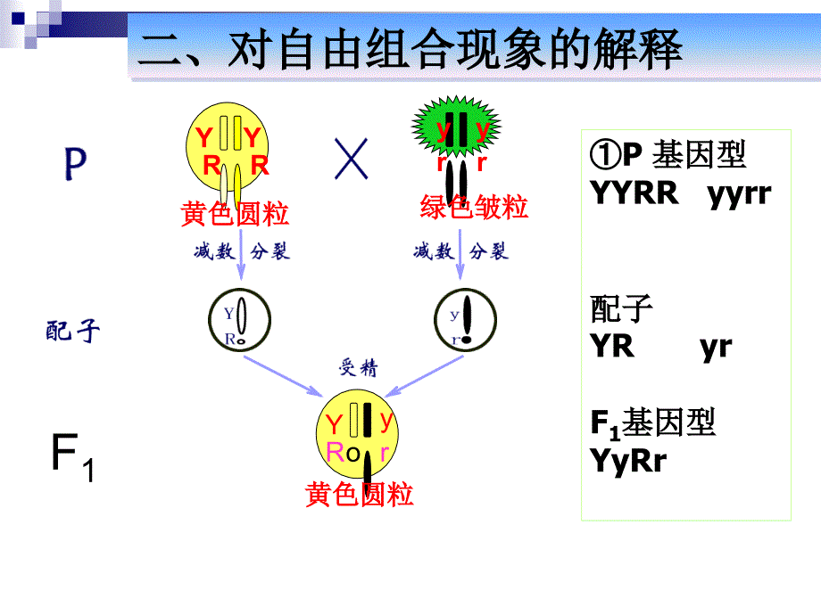 孟德尔遗传定律二_第3页