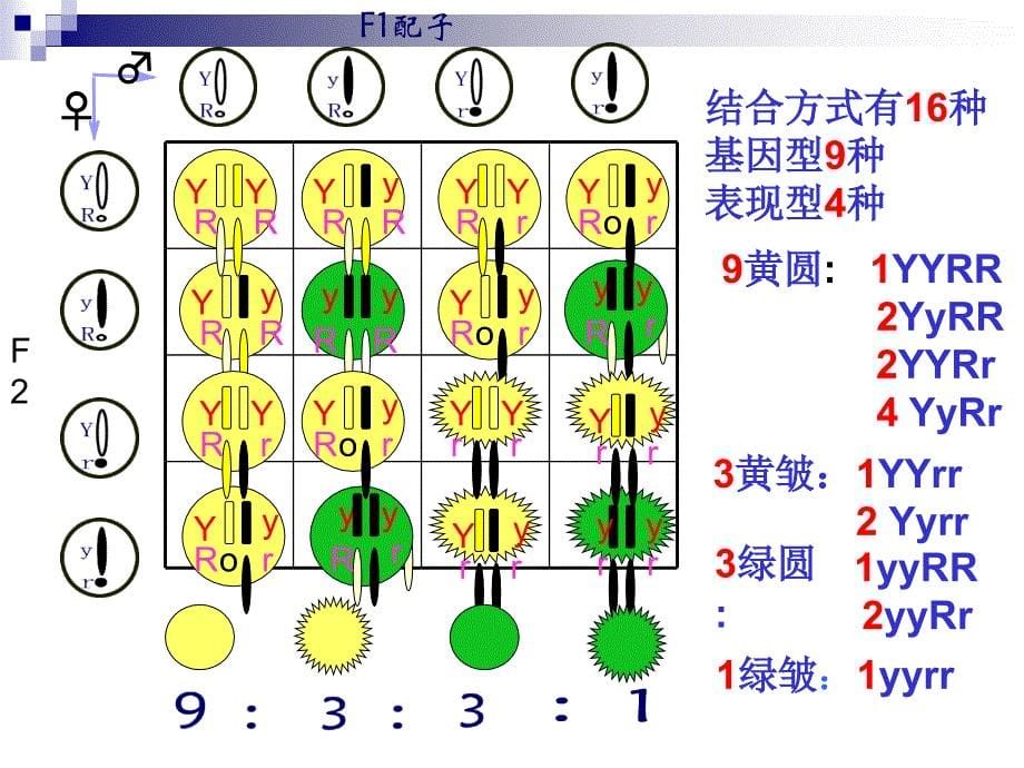 孟德尔遗传定律二_第5页