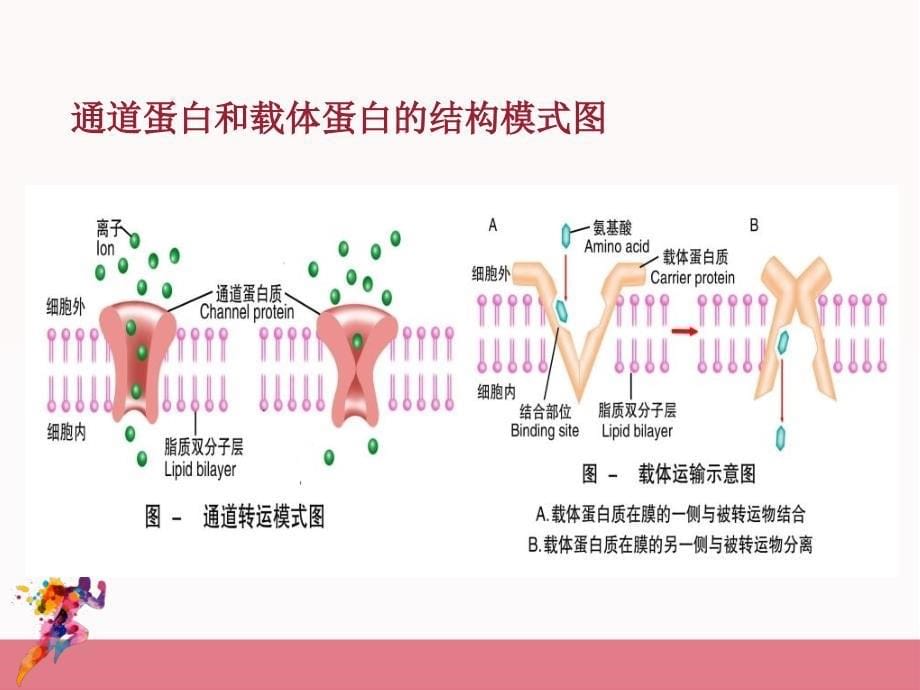 动物生理学1细胞的生物电现象和血液_第5页