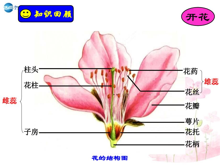 人教初中生物八下第7单元第1章生物的生殖和发育PPT课件3_第4页