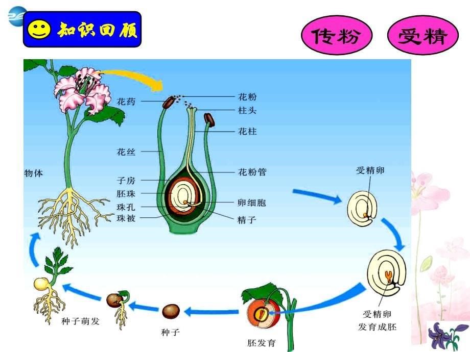 人教初中生物八下第7单元第1章生物的生殖和发育PPT课件3_第5页