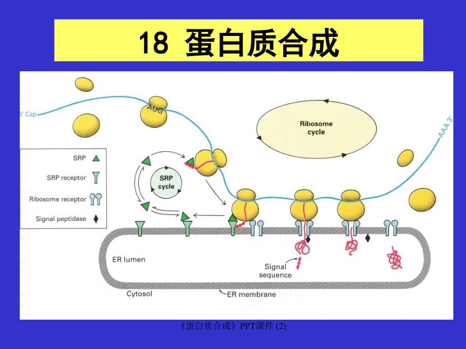 蛋白质合成最新课件_第1页