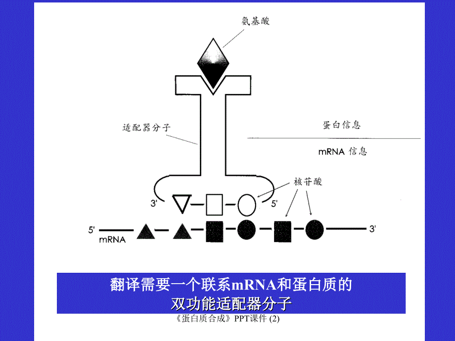 蛋白质合成最新课件_第4页