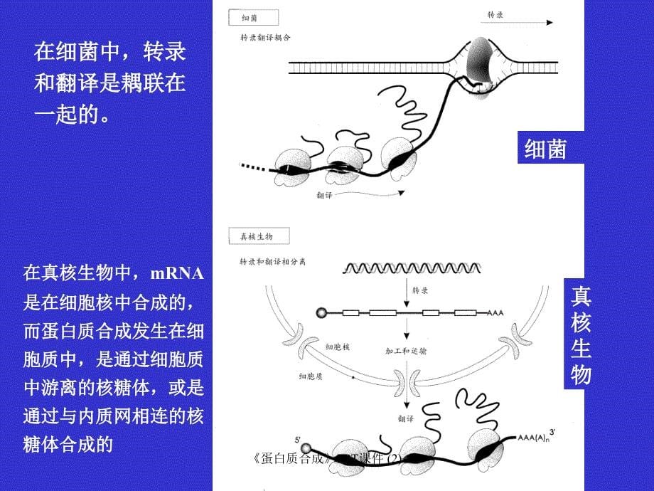 蛋白质合成最新课件_第5页