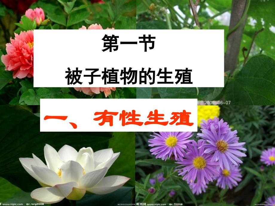 被子植物的生殖_第1页