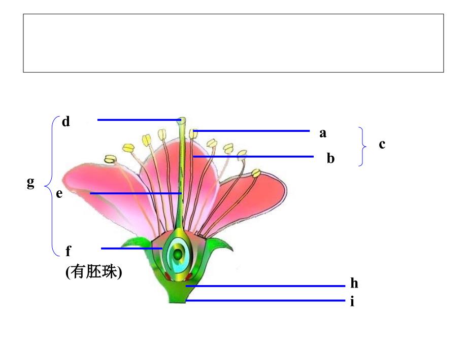 被子植物的生殖_第3页