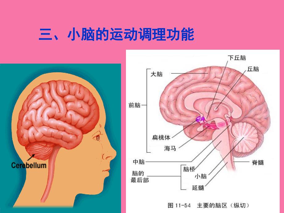 小脑运动调节功能分析ppt课件_第1页