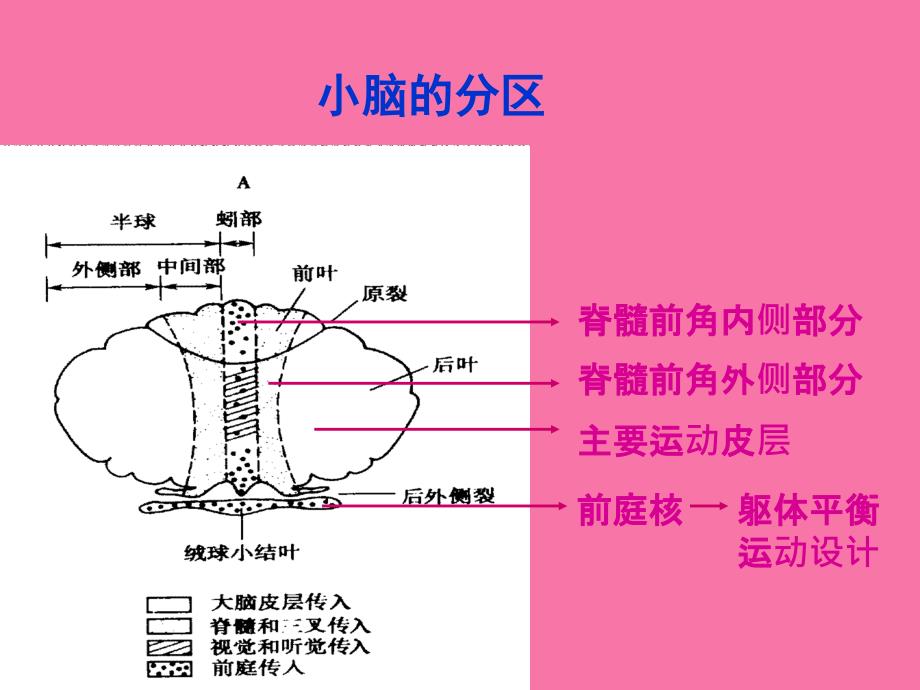 小脑运动调节功能分析ppt课件_第2页