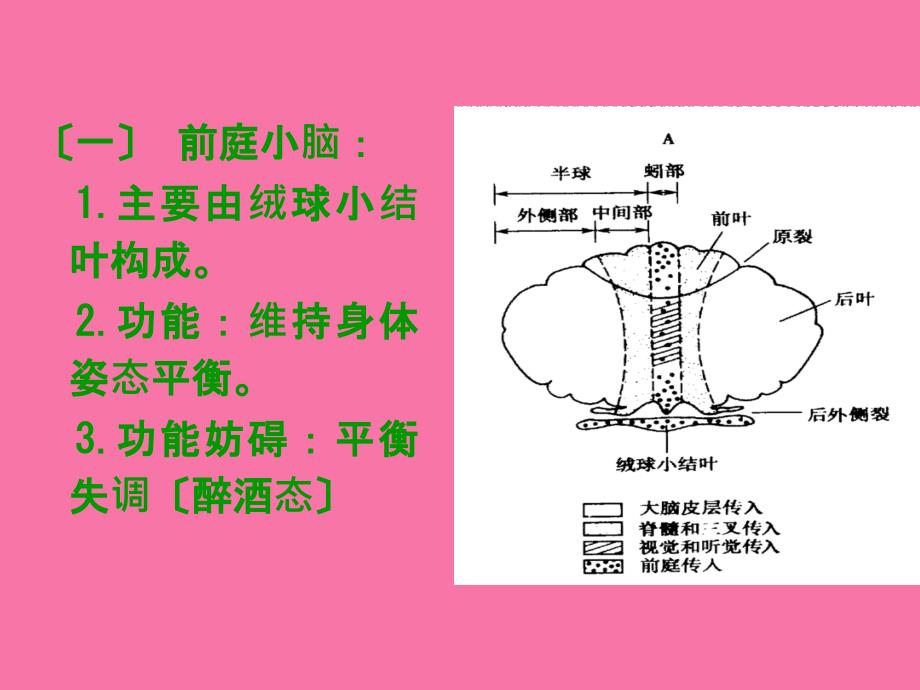 小脑运动调节功能分析ppt课件_第3页