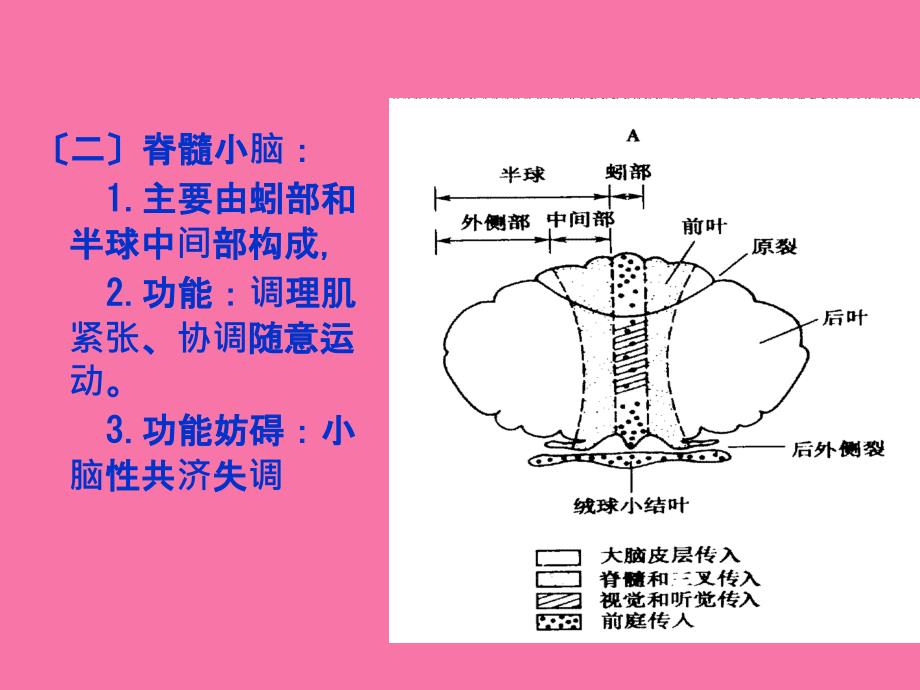 小脑运动调节功能分析ppt课件_第4页