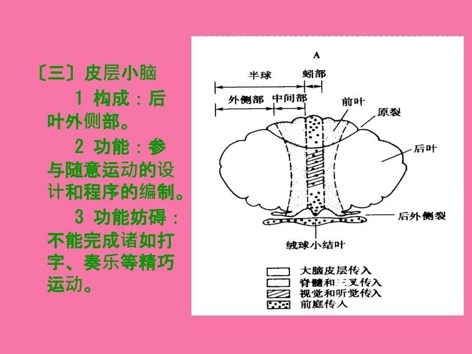 小脑运动调节功能分析ppt课件_第5页