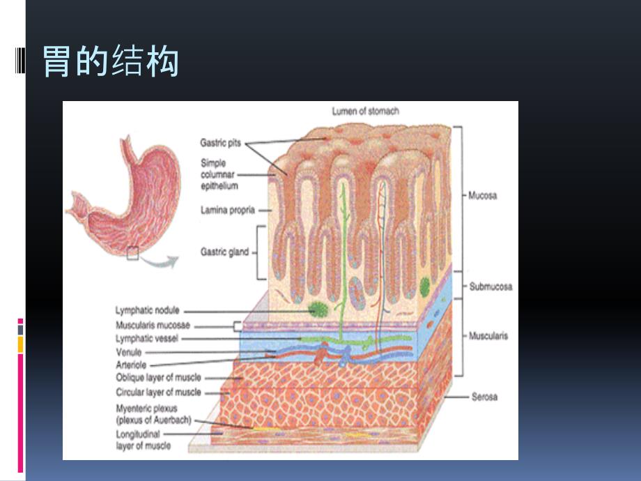 《急慢性胃炎》PPT课件_第3页