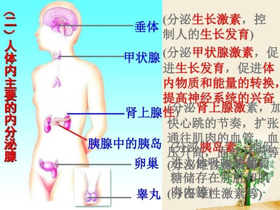 浙教版八年级科学上32人体的激素调节共32张_第5页