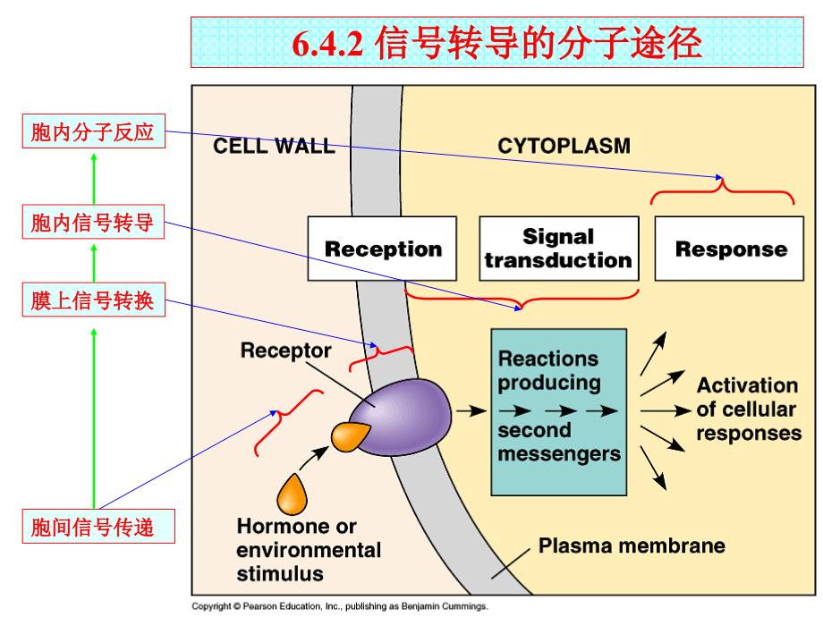 植物细胞信号转导PPT课件_第2页