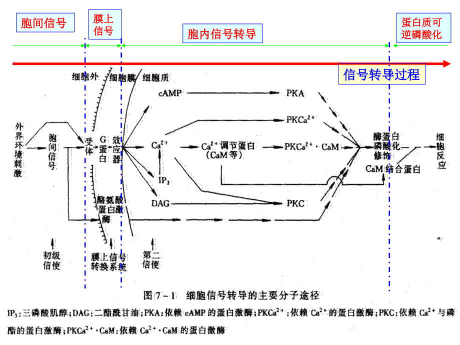 植物细胞信号转导PPT课件_第3页