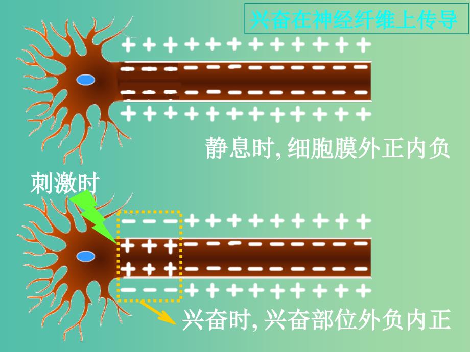 高中生物 第二章 第一节 通过神经系统的调节（二）课件 新人教版必修3.ppt_第4页