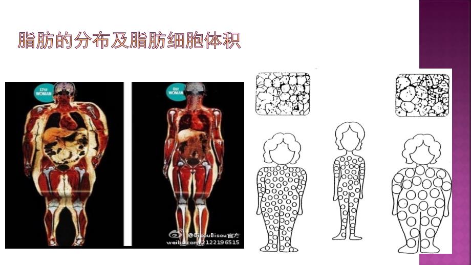 《超声减脂原理》PPT课件.ppt_第4页