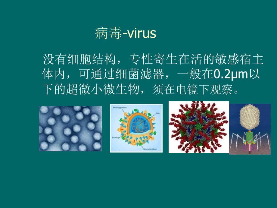 病毒的形态结构与分类_第3页