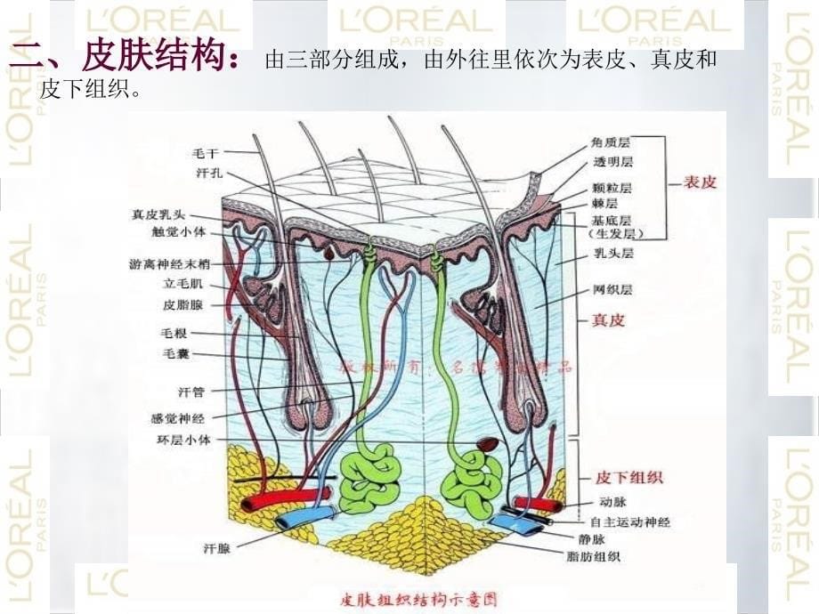 男士皮肤特点及护理_第5页