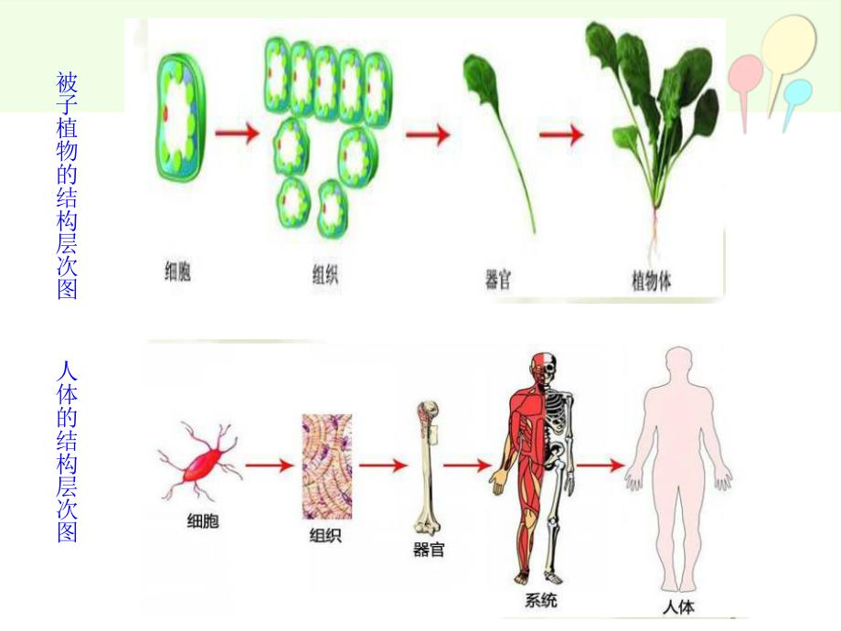 多细胞生物体PPT课件_第3页