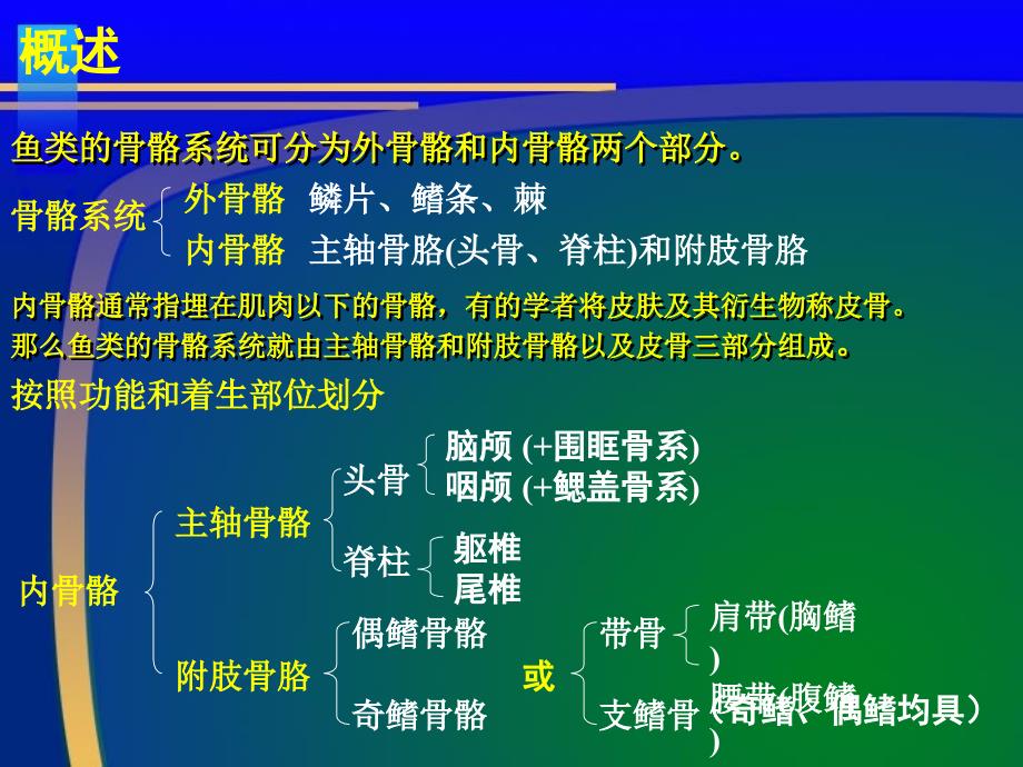 鱼类骨骼系统课件_第3页