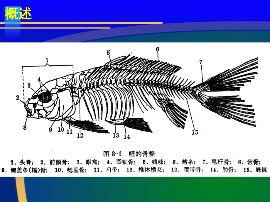 鱼类骨骼系统课件_第4页