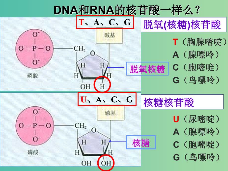 山西省晋城市高中生物 第二章 组成细胞的分子 2.3 遗传信息的携带者——核酸课件 新人教版必修1.ppt_第4页