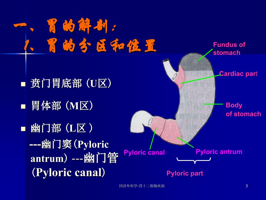 同济外科学-胃十二指肠疾病ppt课件_第3页