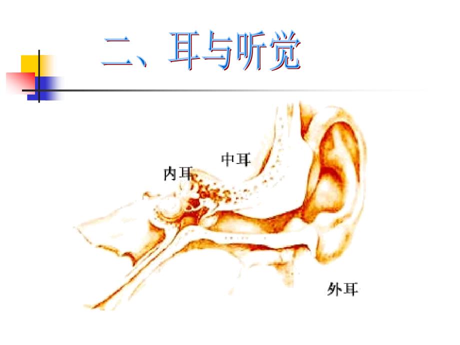 耳和听觉PPT课件2_第1页