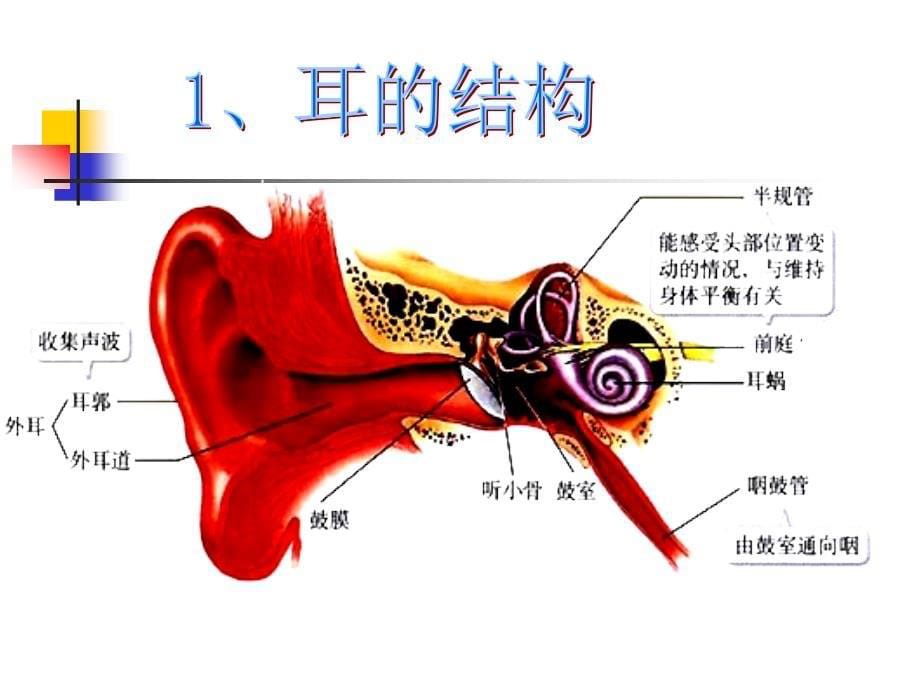 耳和听觉PPT课件2_第5页