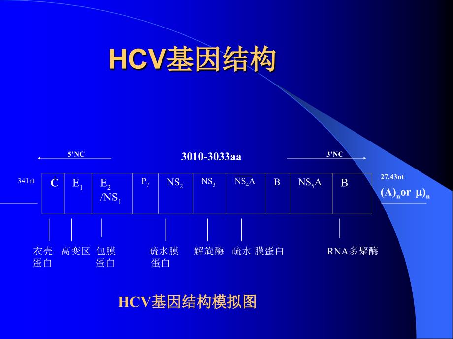 丙型肝炎进展PPT课件_第4页