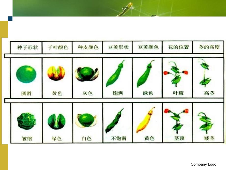 孟德尔选择了豌豆作为遗传实验材料_第3页