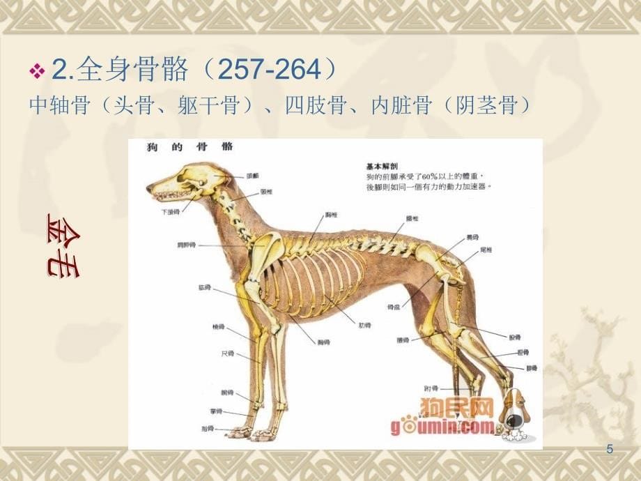 犬猫解剖生理特征演示PPT_第5页