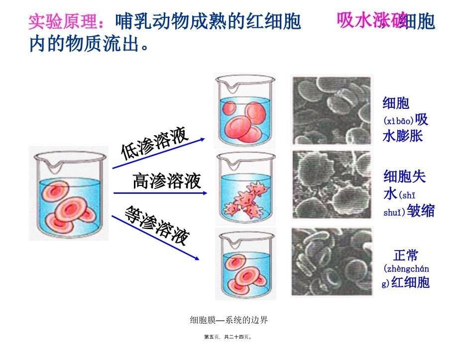 细胞膜—系统的边界课件_第5页