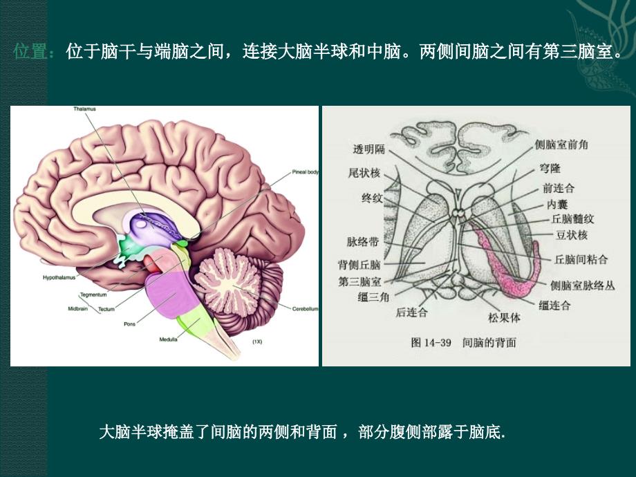 神经系统的基本组成概述4_第2页