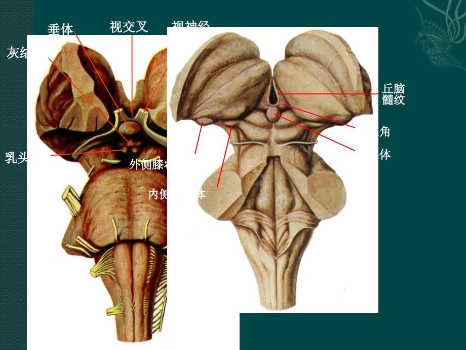 神经系统的基本组成概述4_第3页