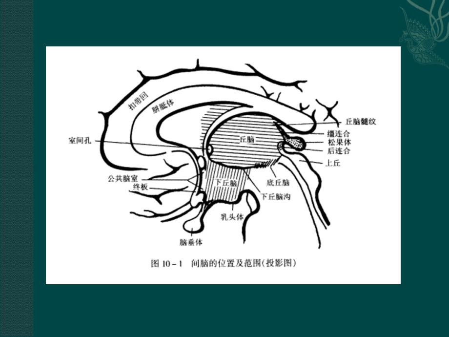 神经系统的基本组成概述4_第4页