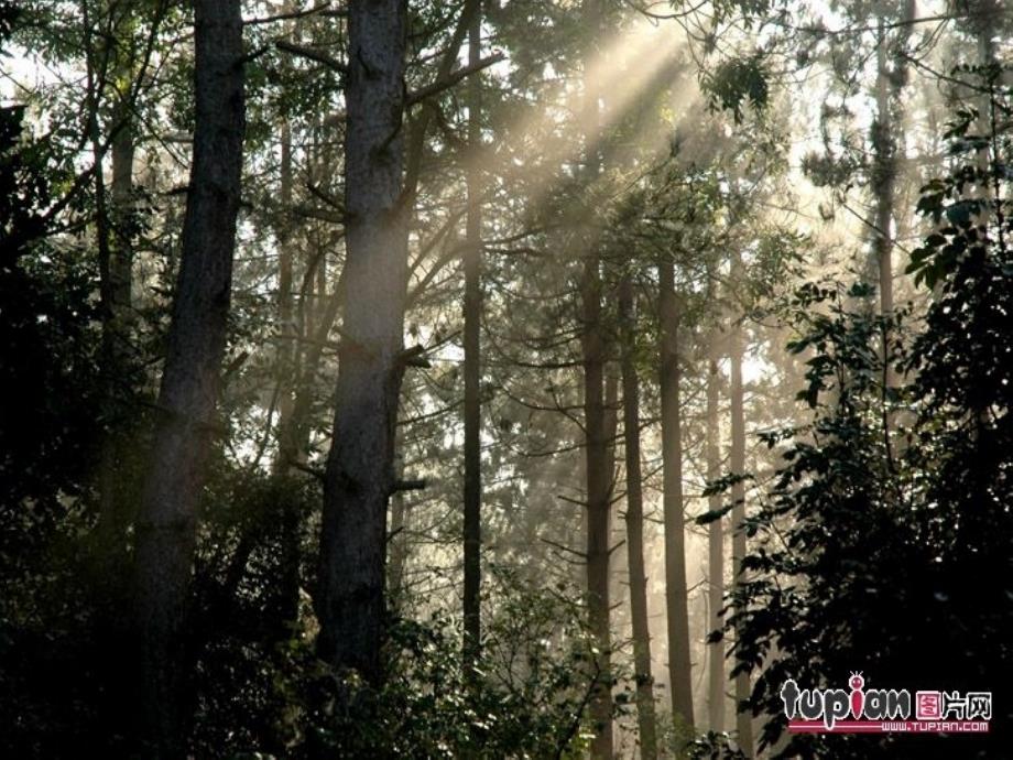 《松鼠》课件(北师大版三年级下册语文课件)_第4页