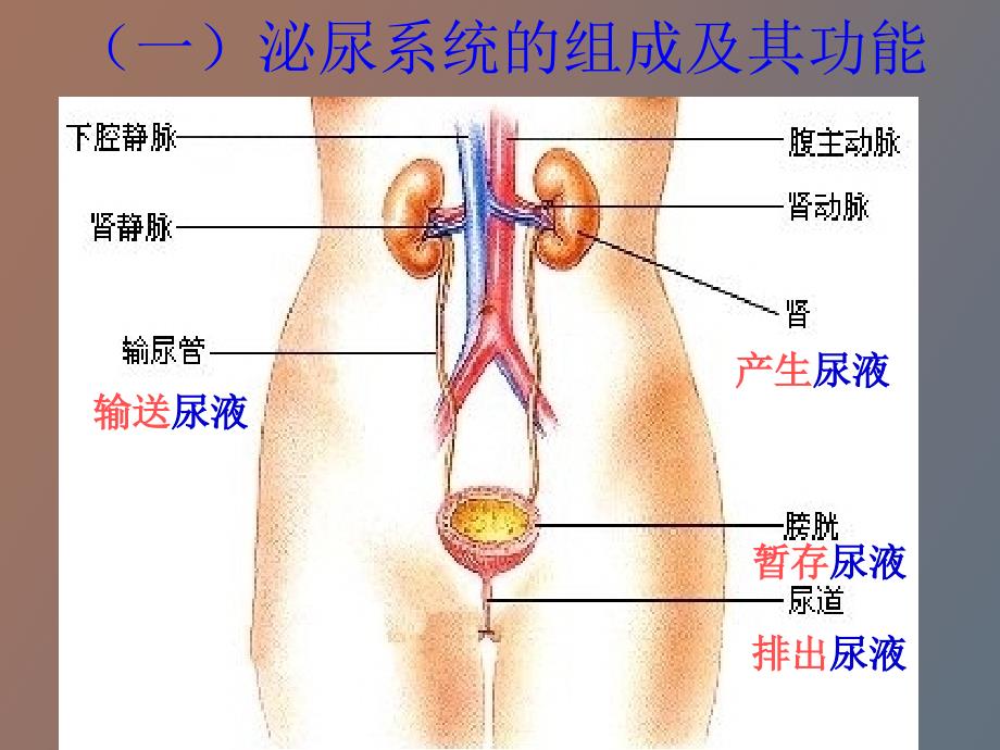 泌尿系统的组成_第4页