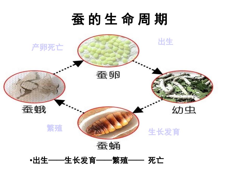 其他动物的生命周期_第4页